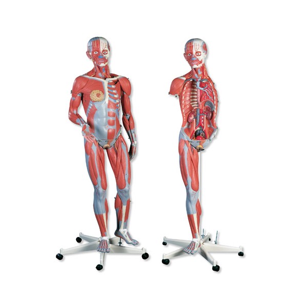 model-anatomie-svalstva-zena